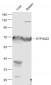 CYP4A22 Polyclonal Antibody