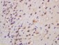 Ceramide synthase 1 Polyclonal Antibody