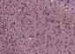 GDF10 Polyclonal Antibody