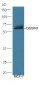 OSGIN1 Polyclonal Antibody