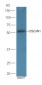 OSGIN1 Polyclonal Antibody