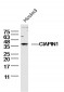 CIAPIN1 Polyclonal Antibody