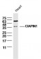 CIAPIN1 Polyclonal Antibody