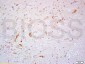 PROK2 Polyclonal Antibody