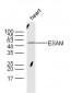 ESAM Polyclonal Antibody