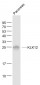 KLK12 Polyclonal Antibody