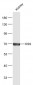 OS9 Polyclonal Antibody