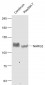 NARG2 Polyclonal Antibody