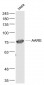 AARE Polyclonal Antibody