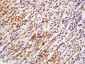 ARL11 Polyclonal Antibody