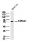 FBXO31 Polyclonal Antibody