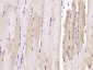 LEPREL2 Polyclonal Antibody