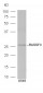 RASSF3 Polyclonal Antibody