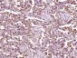 RASSF3 Polyclonal Antibody