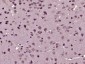 RASSF3 Polyclonal Antibody