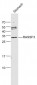 RASSF3 Polyclonal Antibody