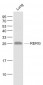 RERG Polyclonal Antibody