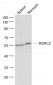 RSRC2 Polyclonal Antibody