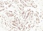 RSRC2 Polyclonal Antibody