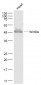 Wnt8A Polyclonal Antibody