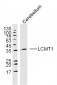 LCMT1 Polyclonal Antibody