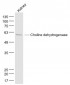 Choline dehydrogenase Polyclonal Antibody