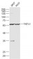 TKTL1 Polyclonal Antibody