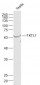 TKTL1 Polyclonal Antibody