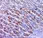 UEVLD Polyclonal Antibody