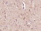 SCGB3A1 Polyclonal Antibody