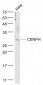 CENPH Polyclonal Antibody