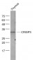 CRISP3 Polyclonal Antibody