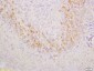 GCET2 Polyclonal Antibody