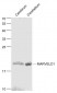 MARVELD1 Polyclonal Antibody