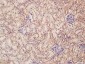 WWP1 Polyclonal Antibody