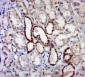 MAGEB4 Polyclonal Antibody