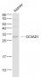 OCIAD1 Polyclonal Antibody