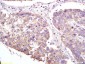 XAGE2 Polyclonal Antibody