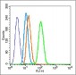 BTBD7 Polyclonal Antibody