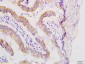 Dermokine beta Polyclonal Antibody