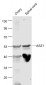 ASZ1 Polyclonal Antibody