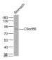 C9orf86 Polyclonal Antibody