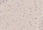 C9orf86 Polyclonal Antibody