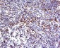 HECA Polyclonal Antibody