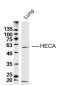 HECA Polyclonal Antibody