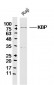 KBP Polyclonal Antibody