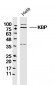 KBP Polyclonal Antibody