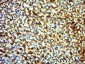 ECRG4 Polyclonal Antibody