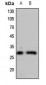 Anti-CDC34 Antibody