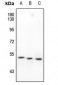 Anti-SMAD2/3 Antibody